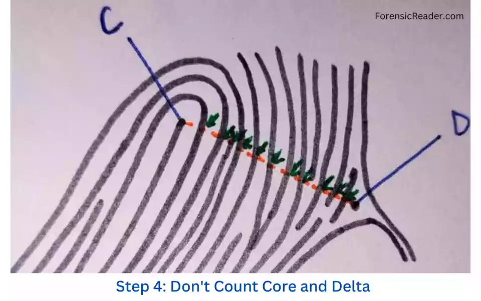 Step 4 Donot Count Core and Delta ridges