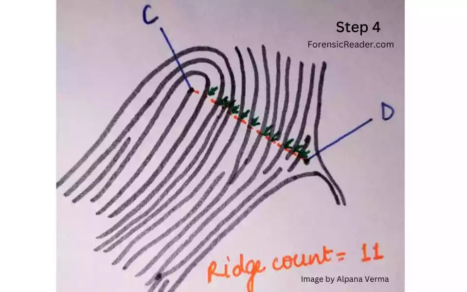 following example, total ridge counting is 11