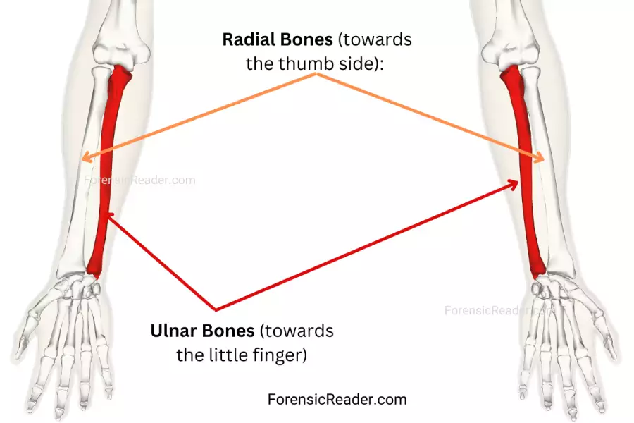 difference between radial and ulnar loops fingerprint