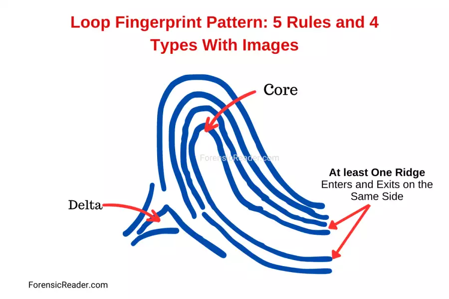 Loop Fingerprint Pattern: 5 Rules and 4 Types With Images