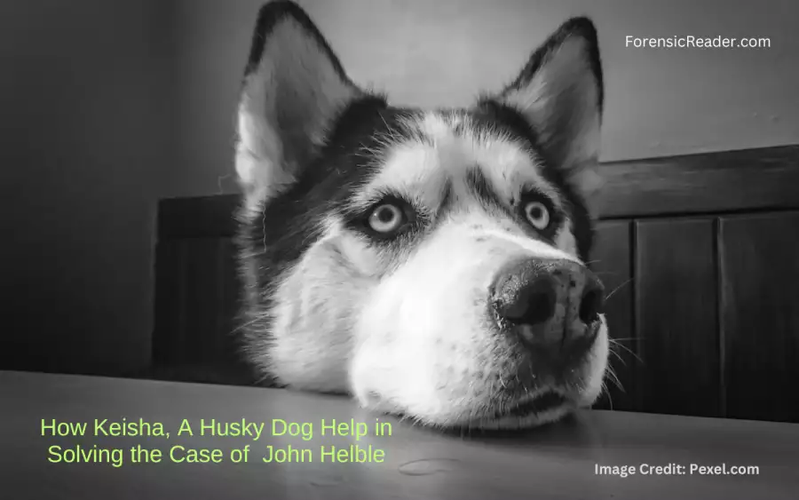How Keisha, A Husky Dog Help in Solving the Case