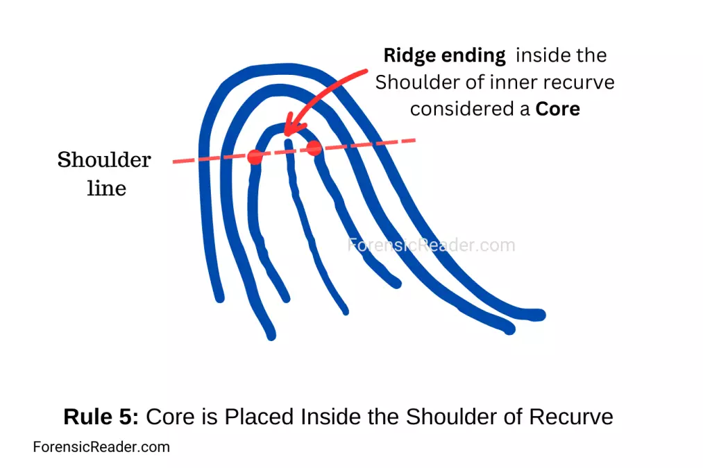 Rule 5 Single Ridge Within Recurve Shoulder