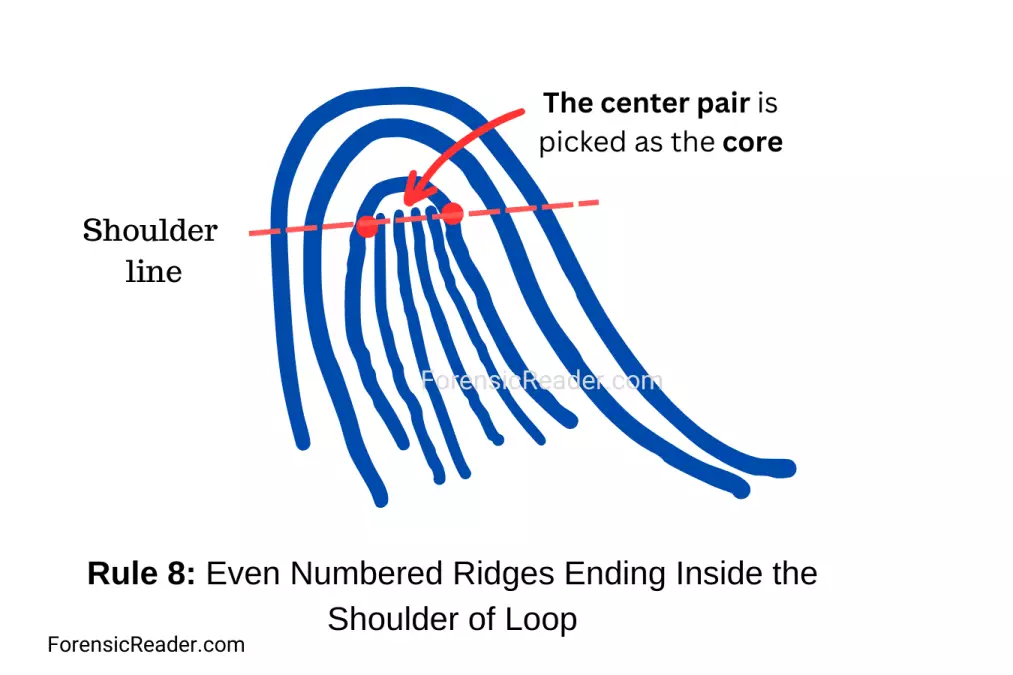 Rule 8 Even Numbered Ridges Ending Inside the Shoulder of Loop