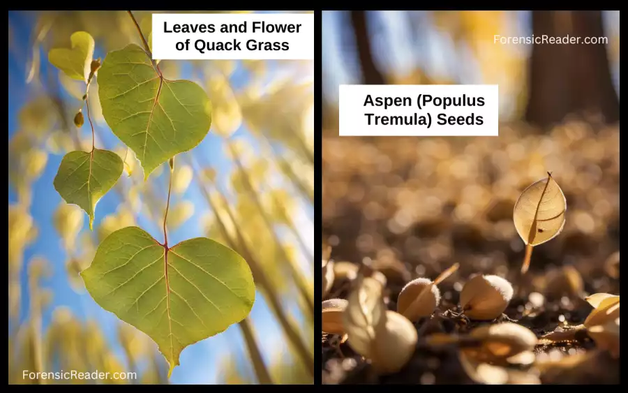 Aspen (Populus Tremula) Seeds Morphological Analysis