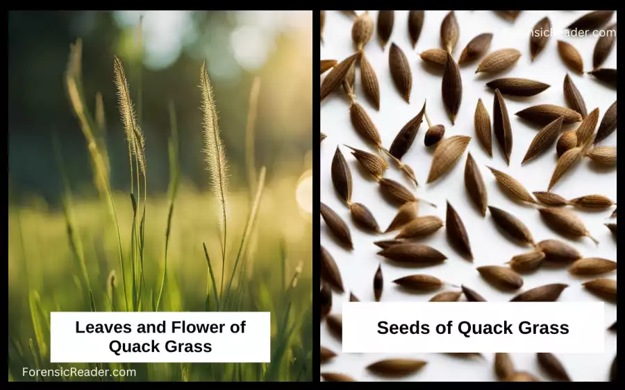 Quack Grass (Elymus Repens) Morphological Analysis