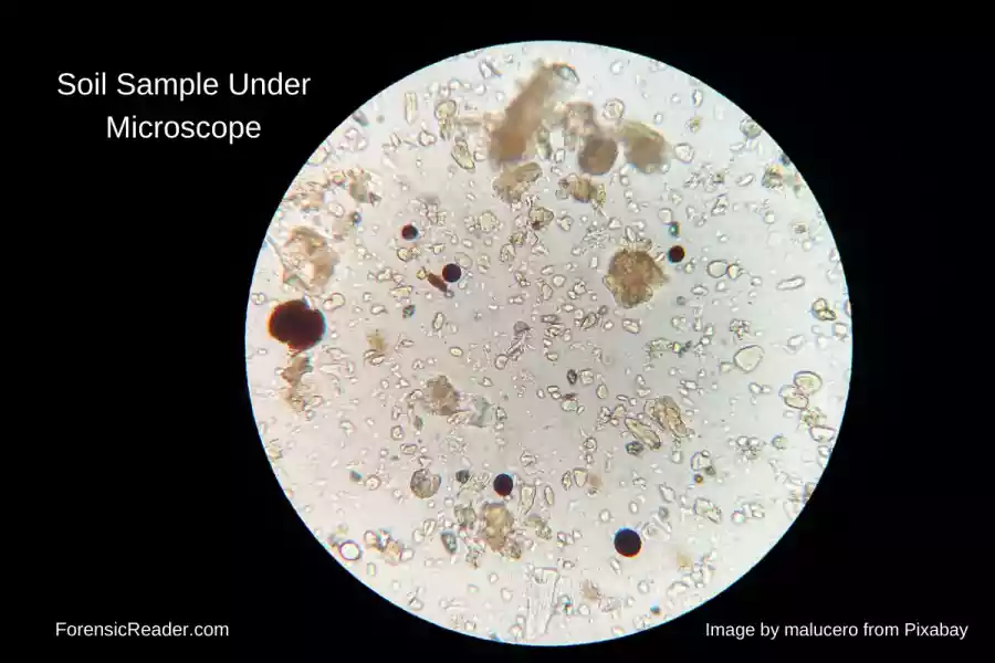 Stereoscopic Microscope Analysis of Soil